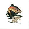 Fish rainbow trout